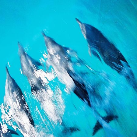 Hotel Nova Pousada Golfinho Fernando de Noronha Zewnętrze zdjęcie