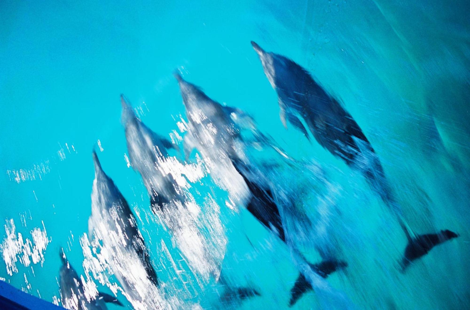 Hotel Nova Pousada Golfinho Fernando de Noronha Zewnętrze zdjęcie